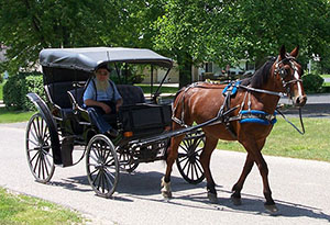 Horse and buggy ride